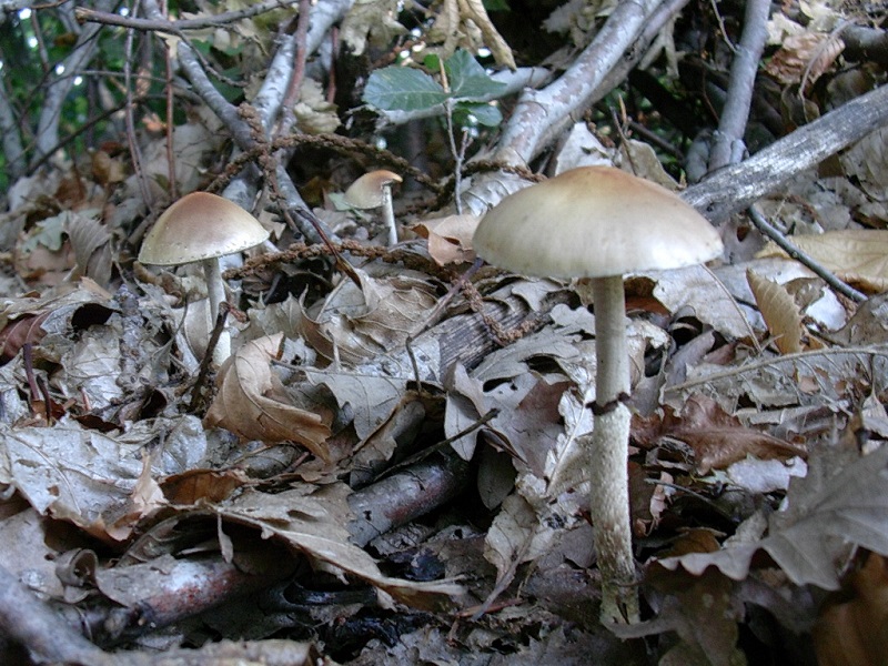 457 Ottobre vecchio ritrovamento